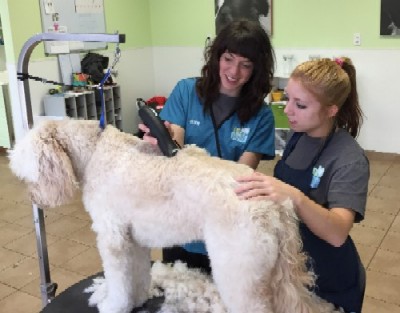 Dog Grooming College Nc Dog Grooming College Nc